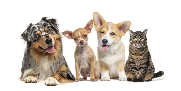 York Pets