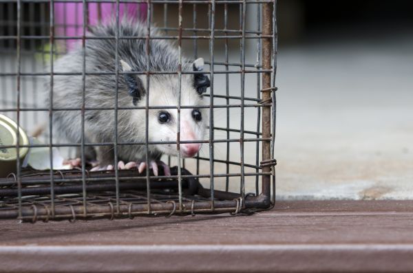 York Wildlife Removal