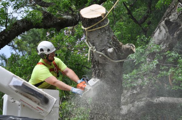 York Tree Trimming