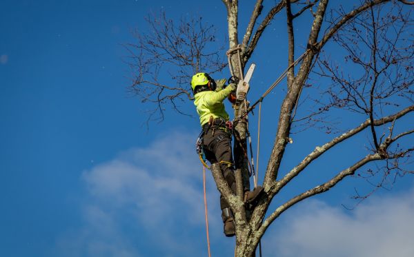 York Tree Removal